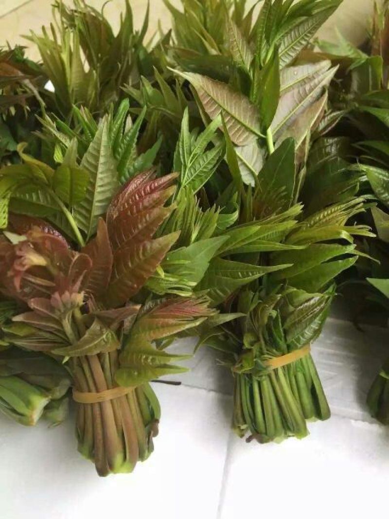 红油香椿苗