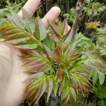 红油香椿苗