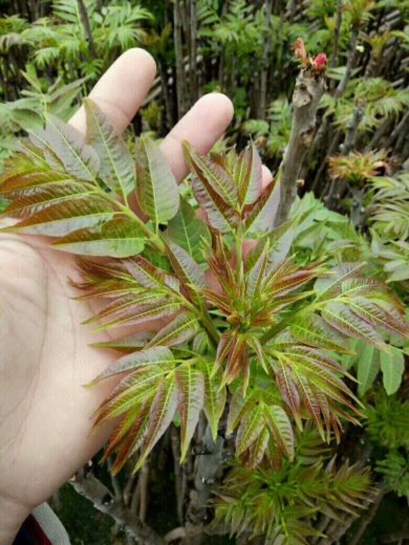红油香椿苗