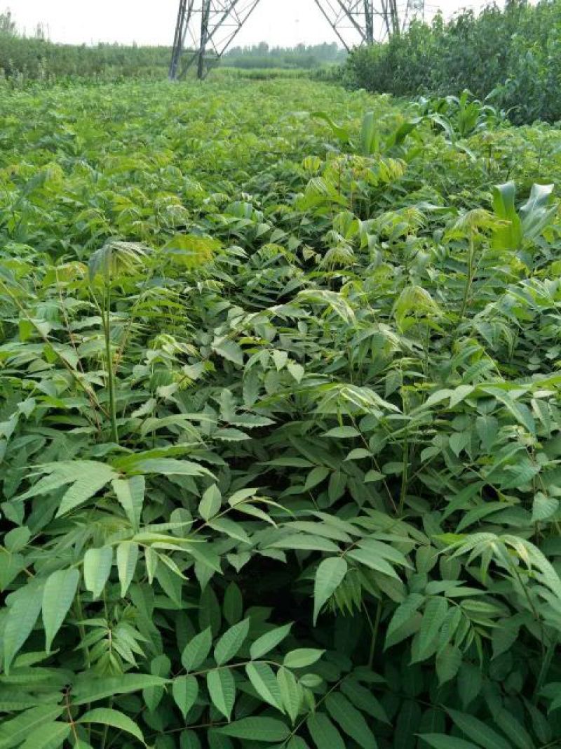 红油香椿苗