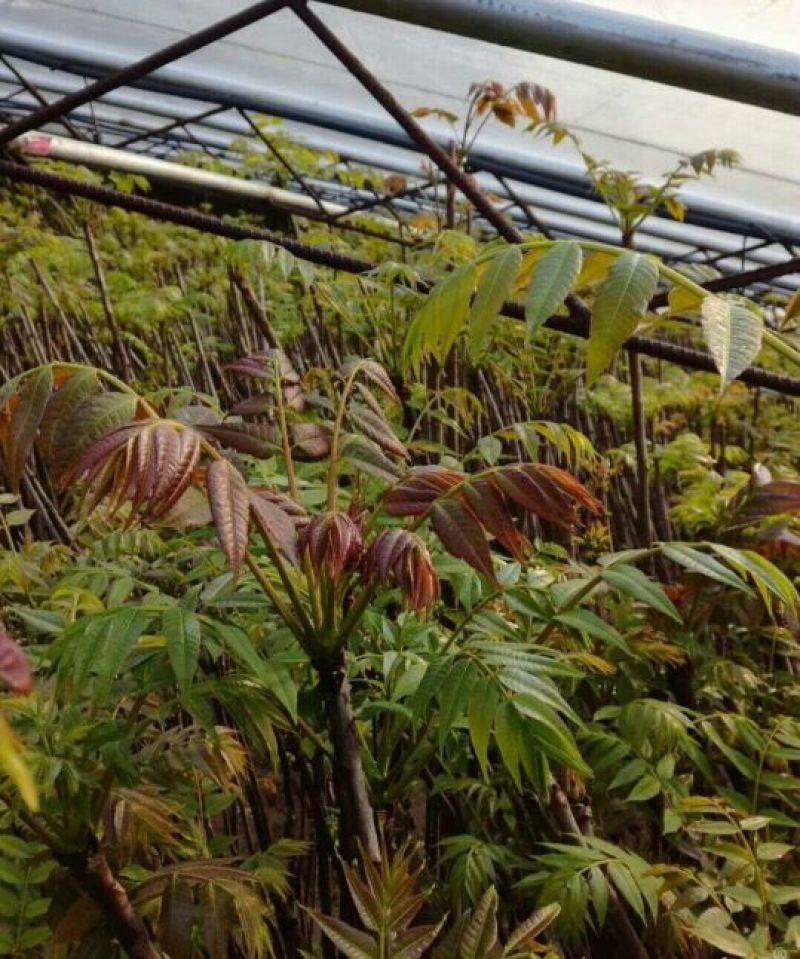 红油香椿苗