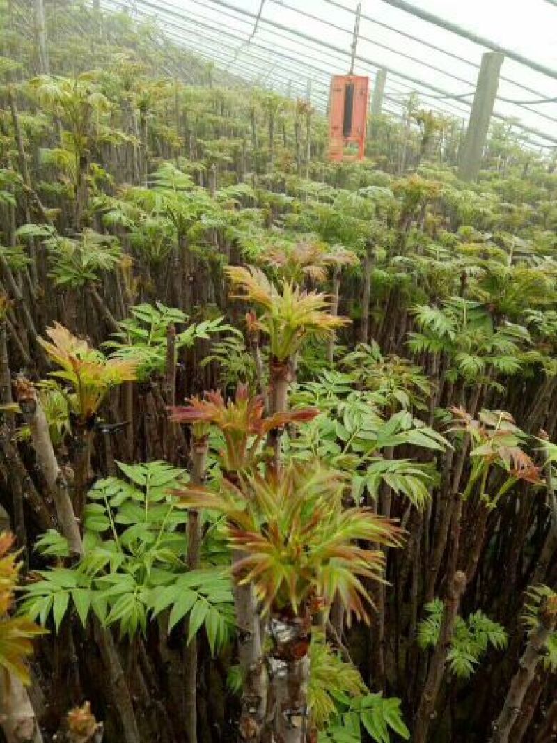 红油香椿苗