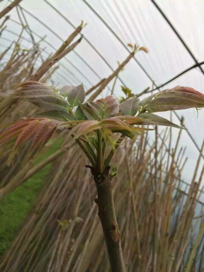 红油香椿苗