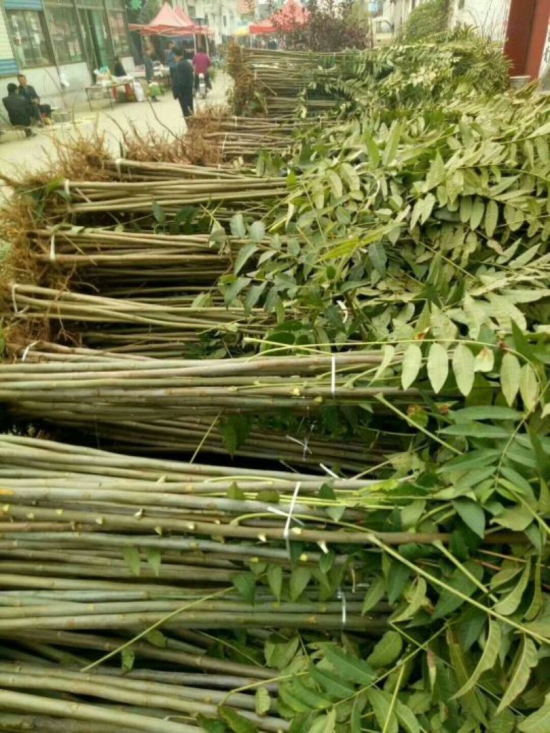 红油香椿苗