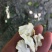 新疆薄壳核桃纸皮核桃已经下市了