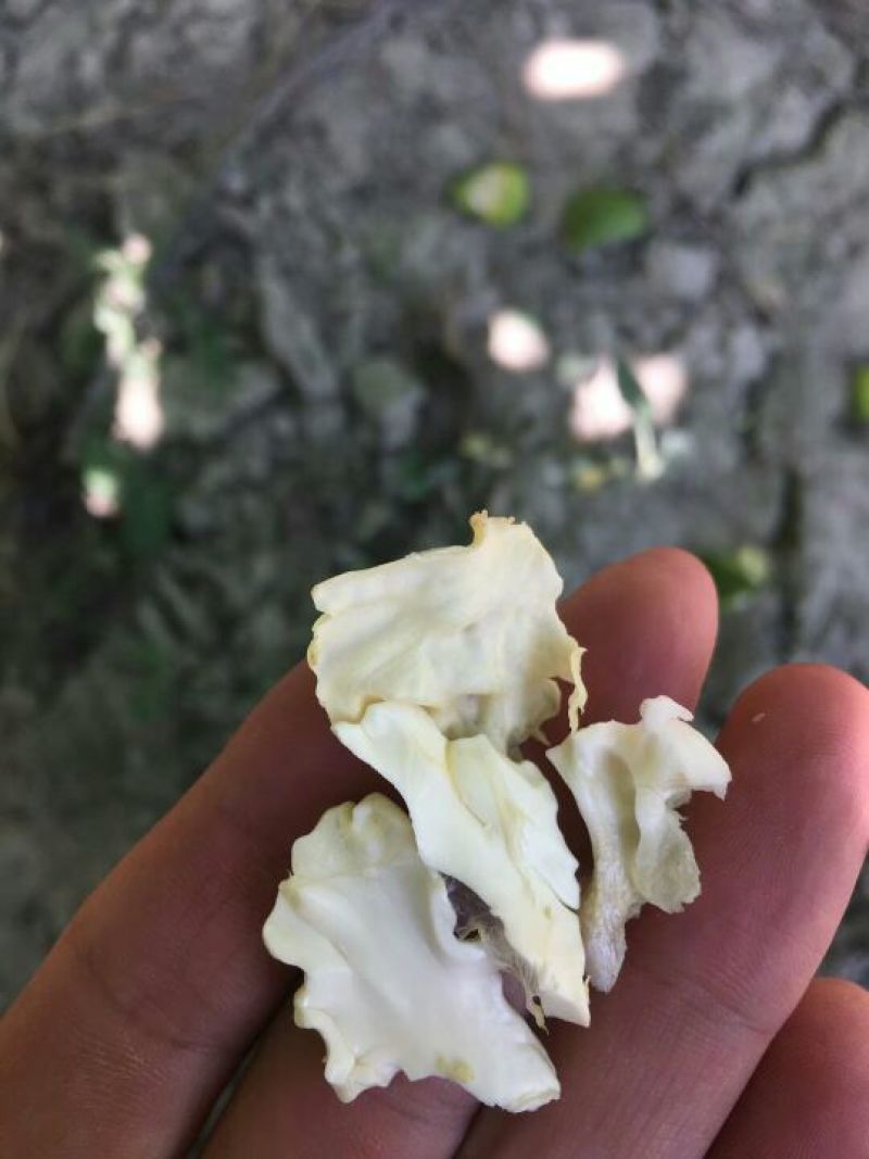新疆薄壳核桃纸皮核桃已经下市了