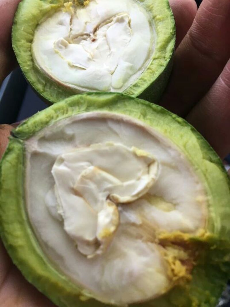 新疆薄壳核桃纸皮核桃已经下市了