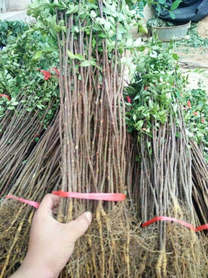 花椒苗，九叶青花椒苗，免费提供技术指导