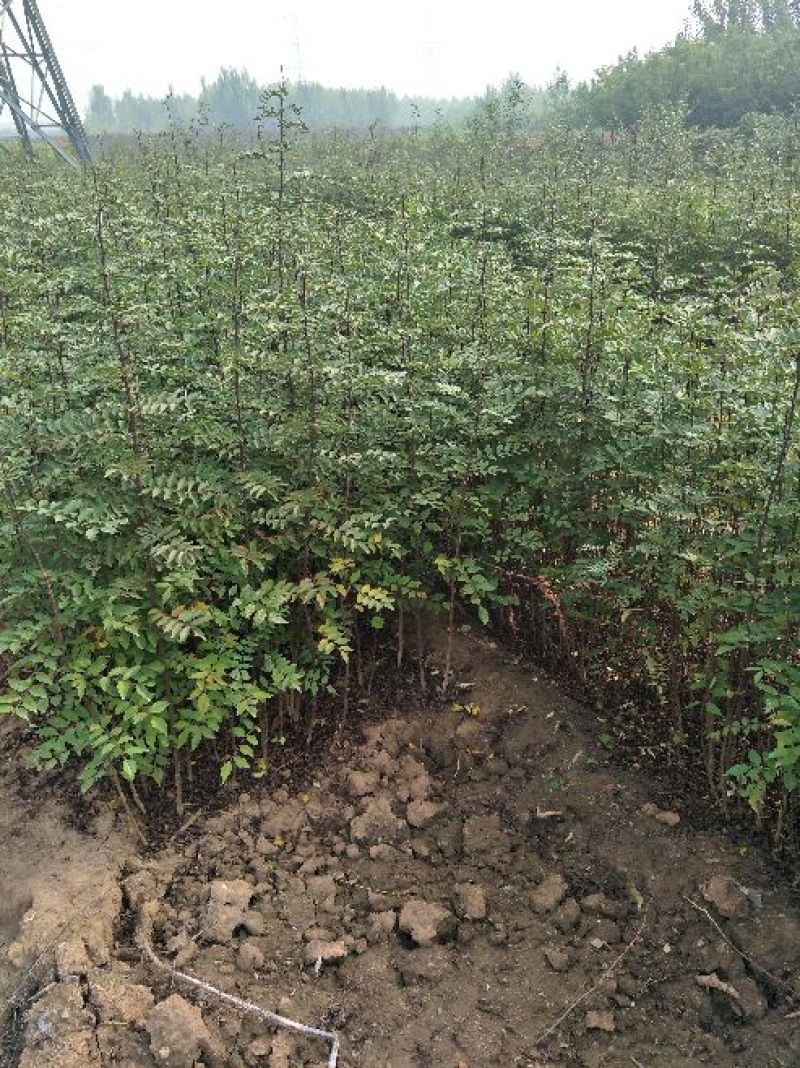 花椒苗，九叶青花椒苗，免费提供技术指导