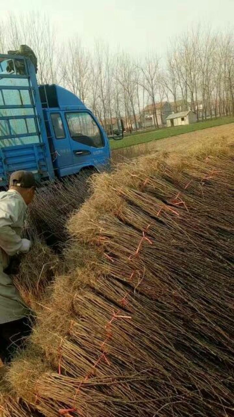 花椒苗，九叶青花椒苗，免费提供技术指导