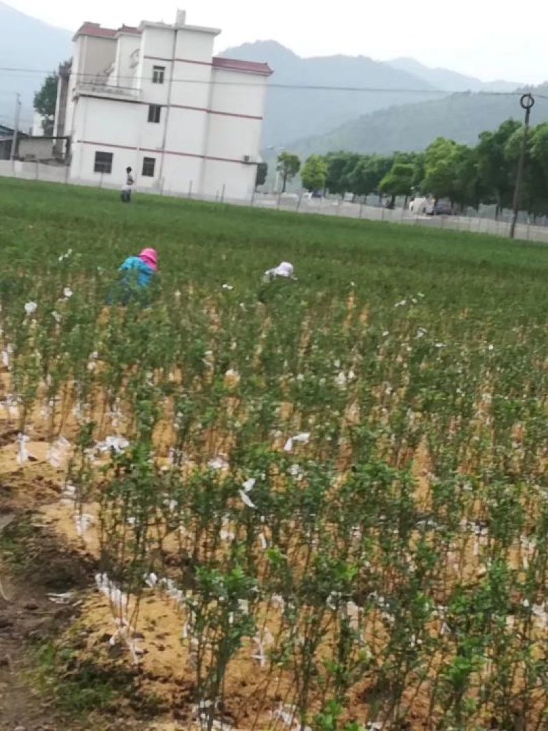 无病茵脐橙苗