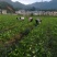 无病茵脐橙苗