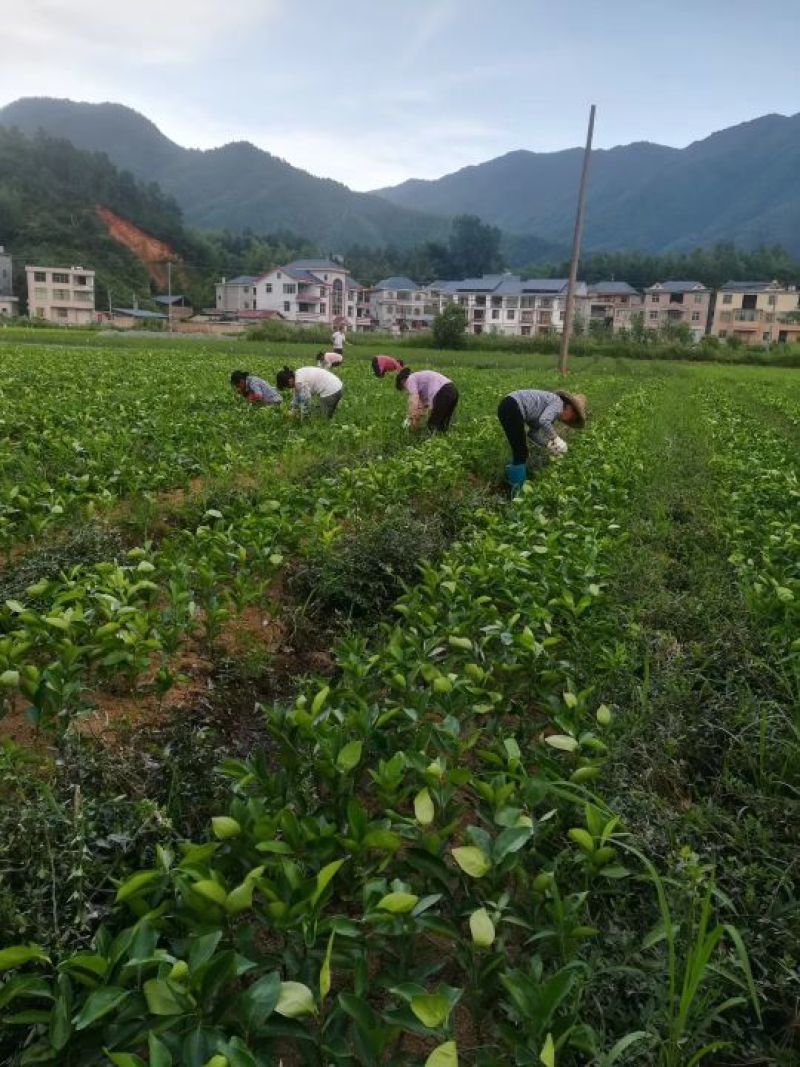无病茵脐橙苗