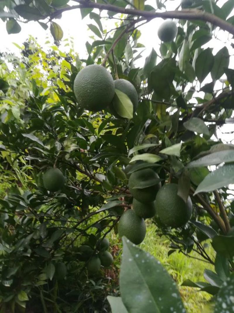 无病茵脐橙苗