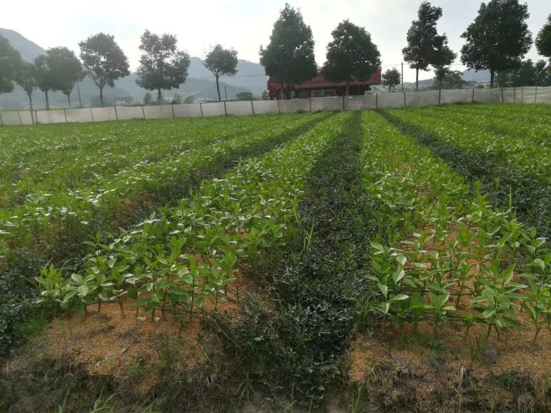 无病茵脐橙苗