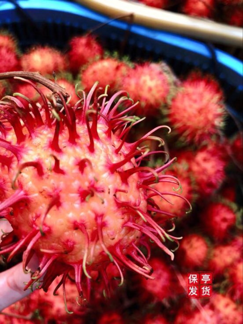 毛丹海南保亭7号红毛丹