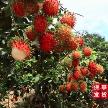 毛丹海南保亭7号红毛丹