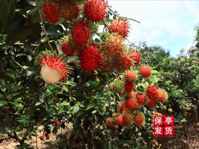 毛丹海南保亭7号红毛丹