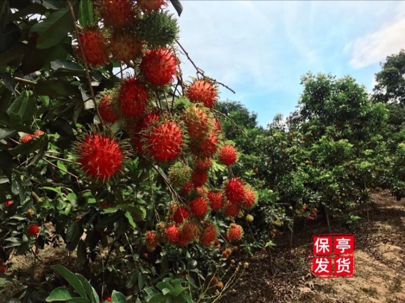 毛丹海南保亭7号红毛丹