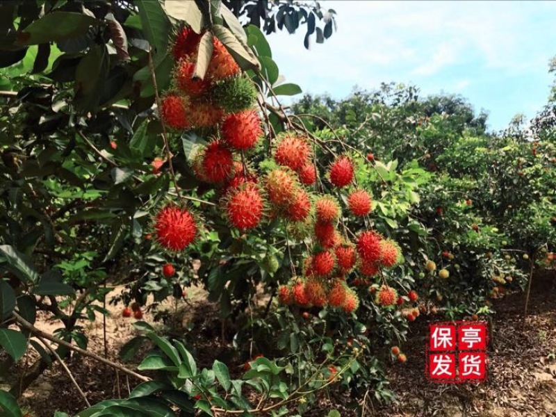 毛丹海南保亭7号红毛丹