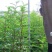 花椒苗大红袍花椒苗狮子头花椒苗无刺花椒苗