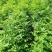 花椒苗大红袍花椒苗狮子头花椒苗无刺花椒苗