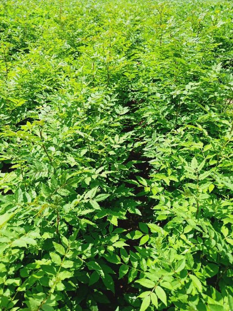 花椒苗大红袍花椒苗狮子头花椒苗无刺花椒苗