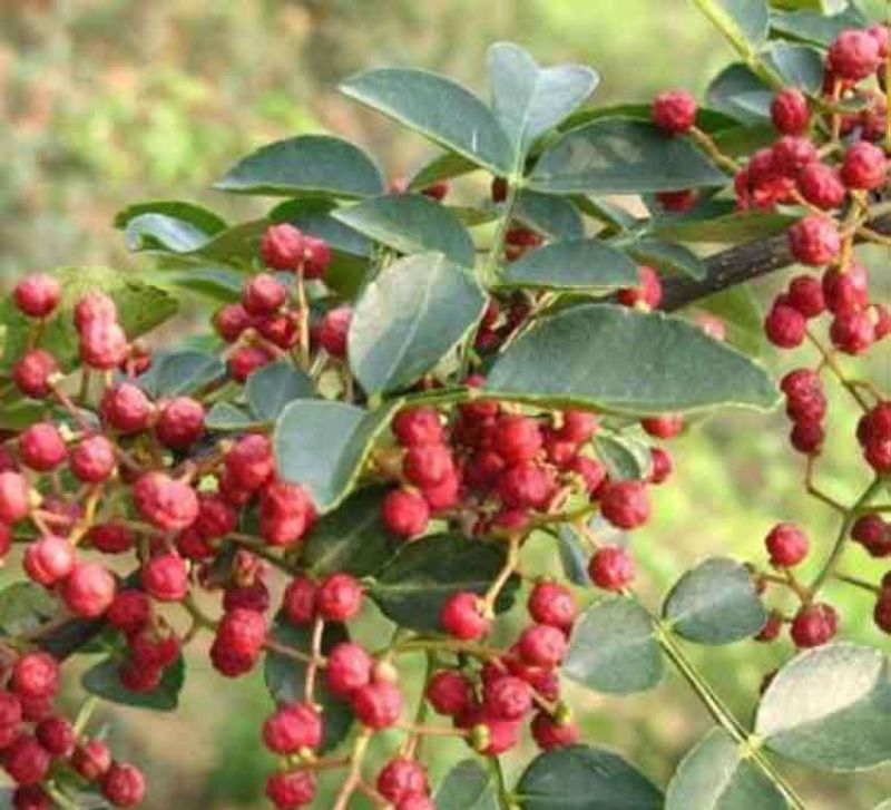 花椒苗大红袍花椒苗狮子头花椒苗无刺花椒苗