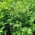 花椒苗大红袍花椒苗狮子头花椒苗无刺花椒苗