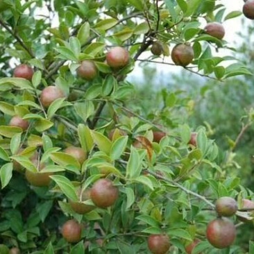 山茶油