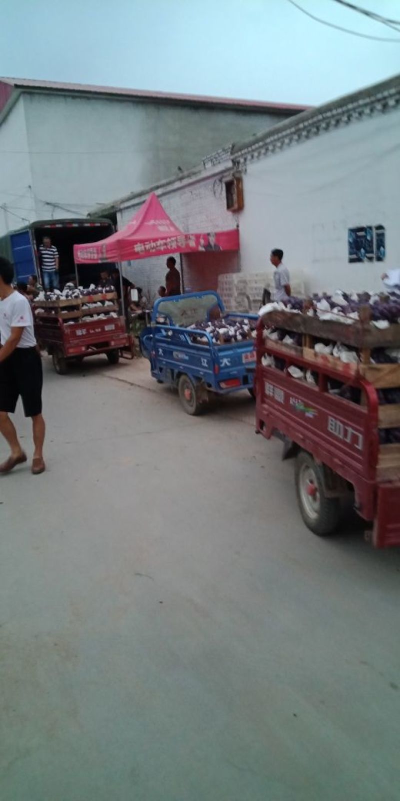 藤稔葡萄大穗大粒色泽诱人