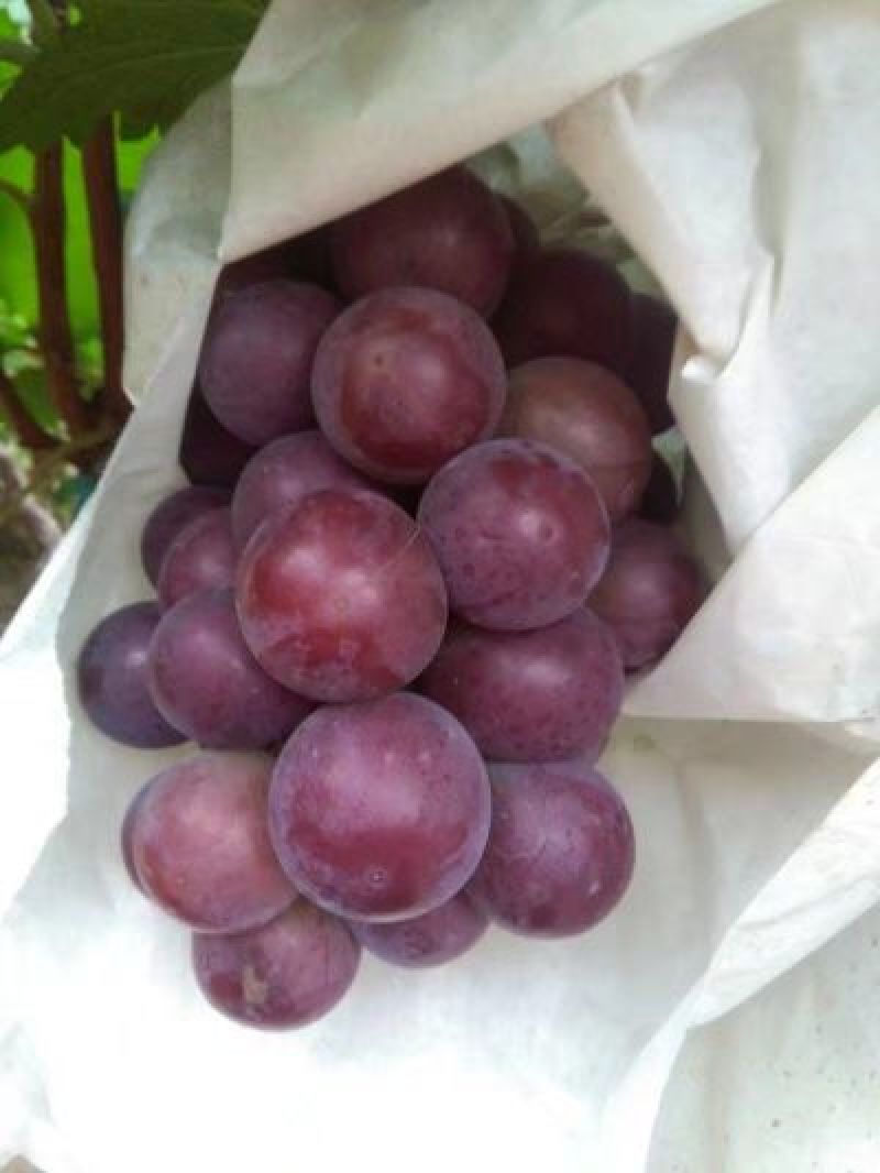 藤稔葡萄大穗大粒色泽诱人