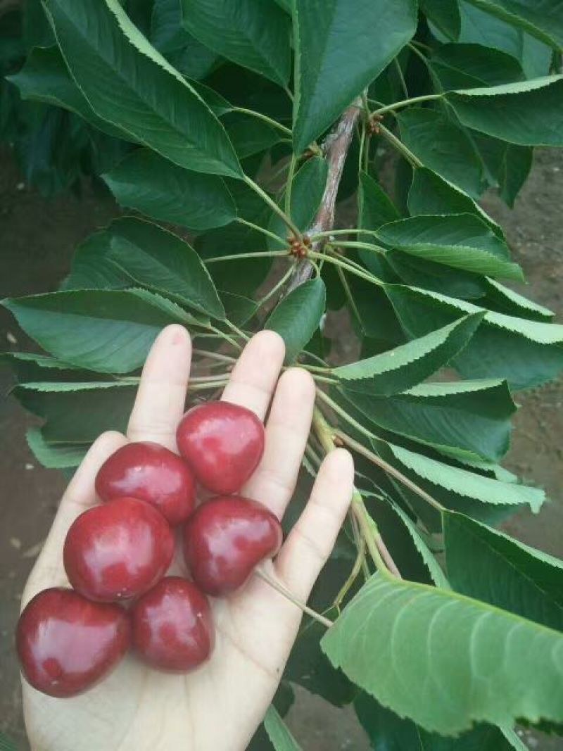 矮化樱桃树苗，吉塞拉樱桃苗