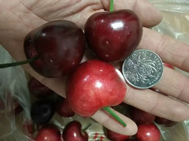 矮化樱桃树苗，吉塞拉樱桃苗