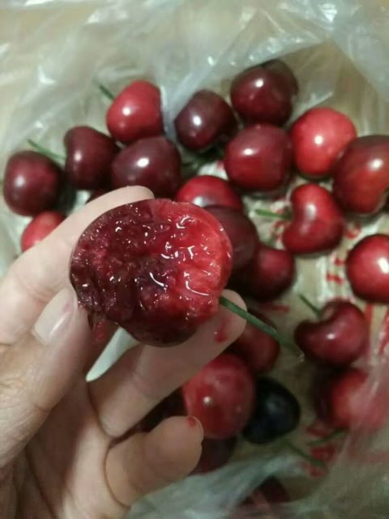 矮化樱桃树苗，吉塞拉樱桃苗