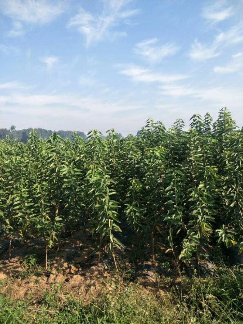 矮化樱桃树苗，吉塞拉樱桃苗