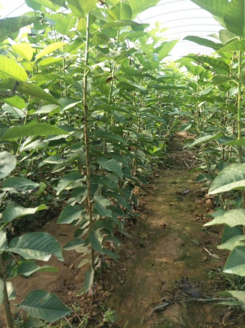 矮化樱桃树苗，吉塞拉樱桃苗