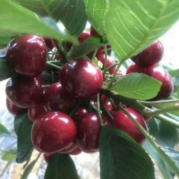樱桃树苗美早樱桃苗，购苗送技术