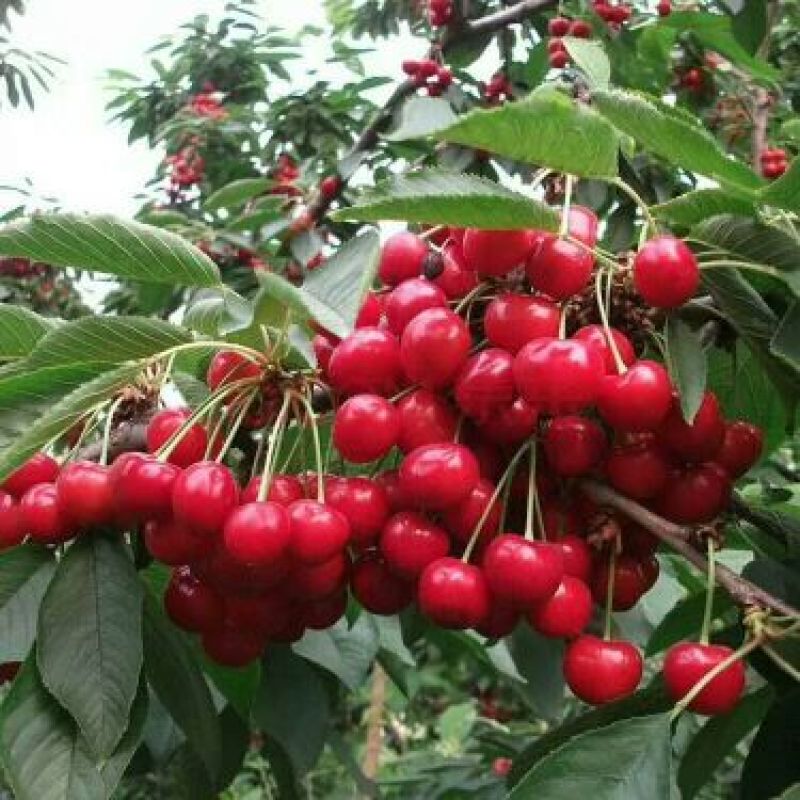 俄八（含香）樱桃苗，基地直销
