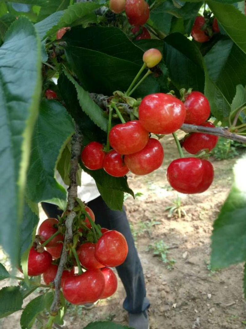 俄八（含香）樱桃苗，基地直销
