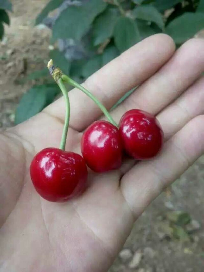 俄八（含香）樱桃苗，基地直销