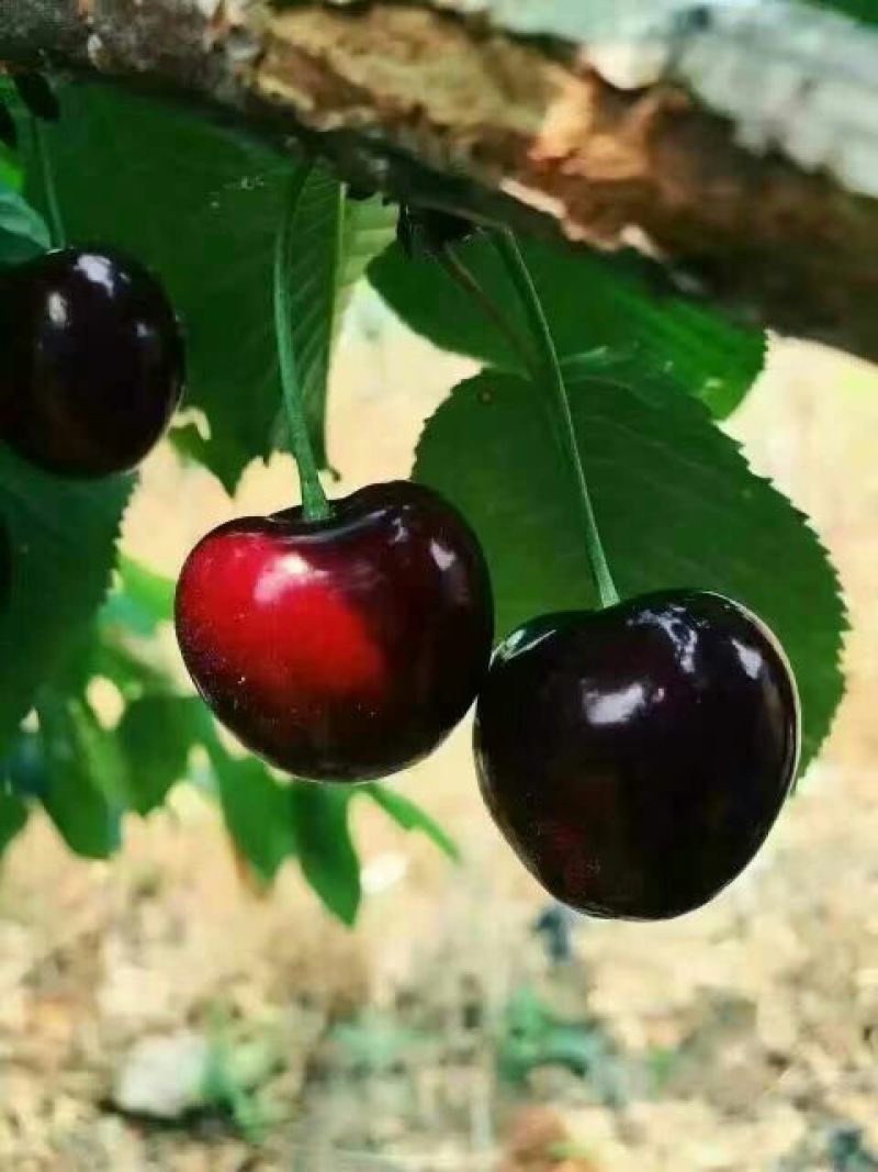 俄八（含香）樱桃苗，基地直销