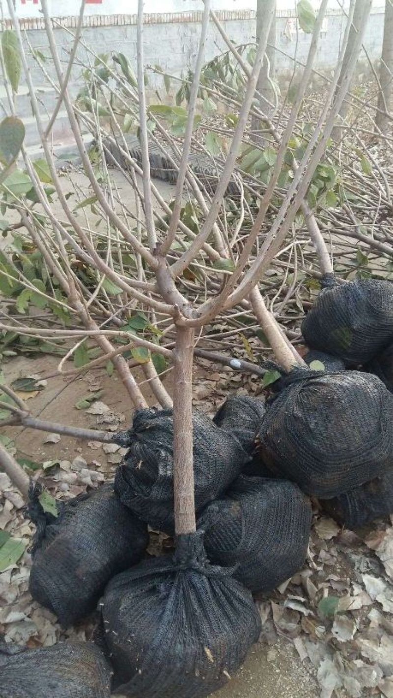 俄八（含香）樱桃苗，基地直销