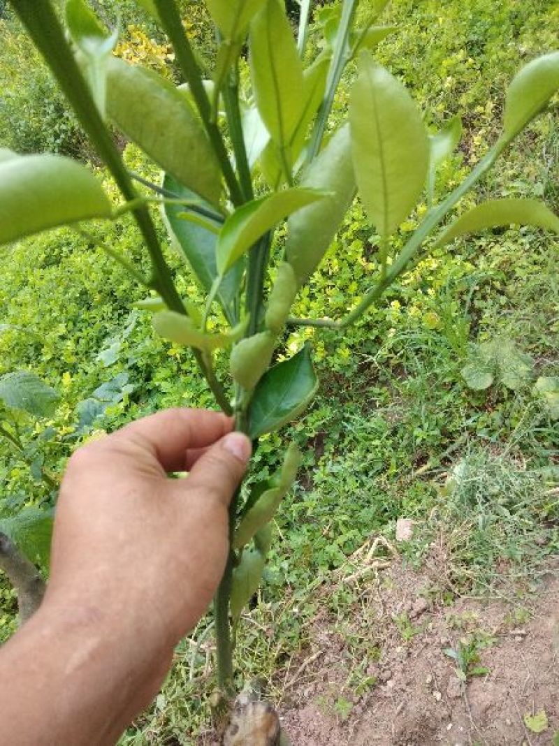 明日见柑橘苗，基地直供，品种纯正。提供技术支持