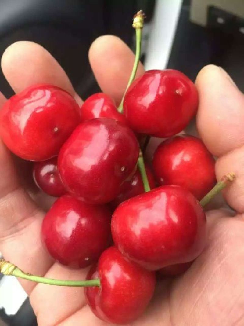 矮化美早樱桃树苗（2年）一米以上