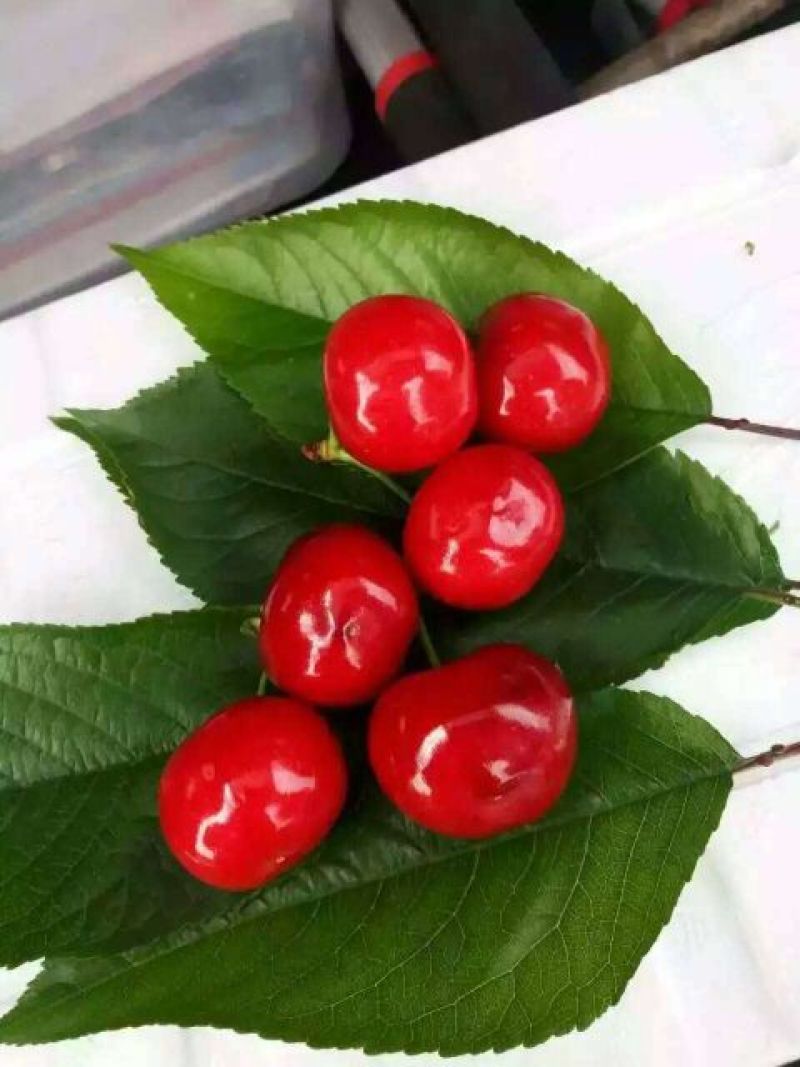 矮化美早樱桃树苗（2年）一米以上