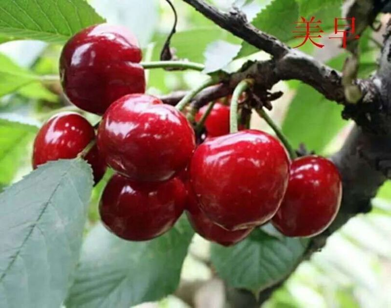矮化美早樱桃树苗（2年）一米以上