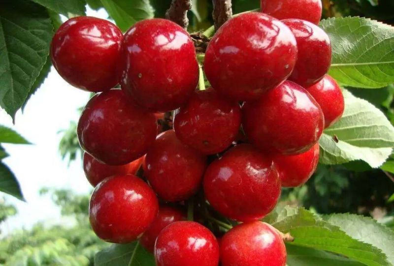 矮化美早樱桃树苗（2年）一米以上