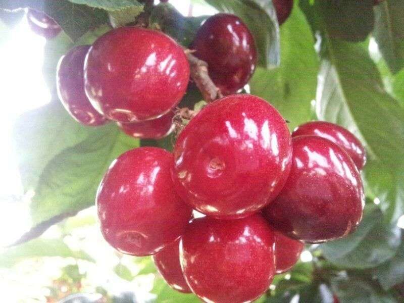 矮化美早樱桃树苗（2年）一米以上