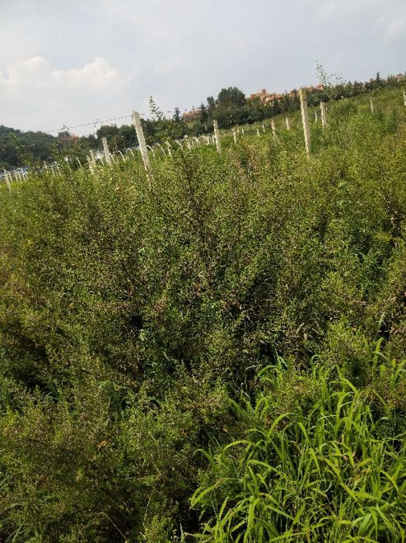 土荆芥俗称（臭草）